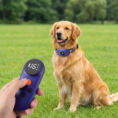 Golden Retriever assis dans un champ, main actionnant la télécommande du collier de dressage chien longue portée