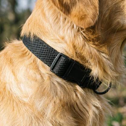 Sangle réglable et boucle du collier de dressage chien longue portée ajustée au cou du chien