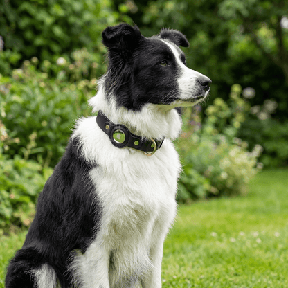 collier en cuir pour chien noir sur border collie assis trois quarts jardin