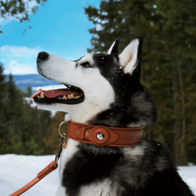 Collier en cuir pour chien - SafePaw™ - Chien store