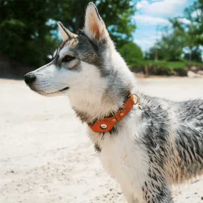 Collier en cuir pour chien - SafePaw™ - Chien store