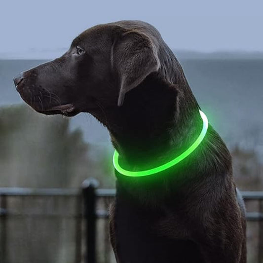 COLLIER LUMINEUX CHIEN GlowHound™ - Chien store