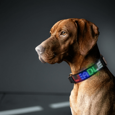 Collier lumineux chien personnalisable 