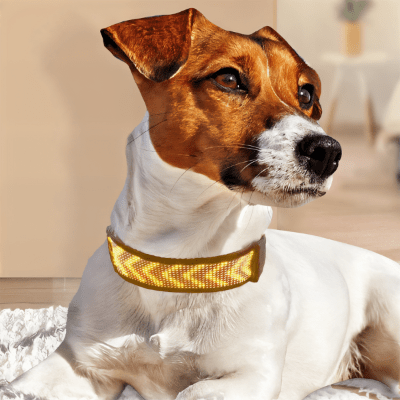 Collier lumineux chien Jack Russell 