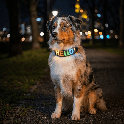 collier chien ecran led personnalisable noir sur berger australien assis la nuit ecran allume