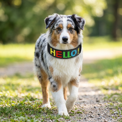collier chien ecran led personnalisable noir sur berger australien marche de face ecran visible