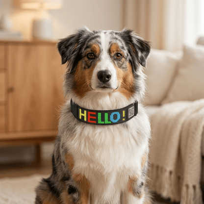 collier chien ecran led personnalisable noir sur berger australien portrait interieur jour