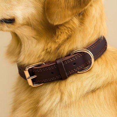 collier pour chien en cuir marron robuste sur golden retriever boldbark
