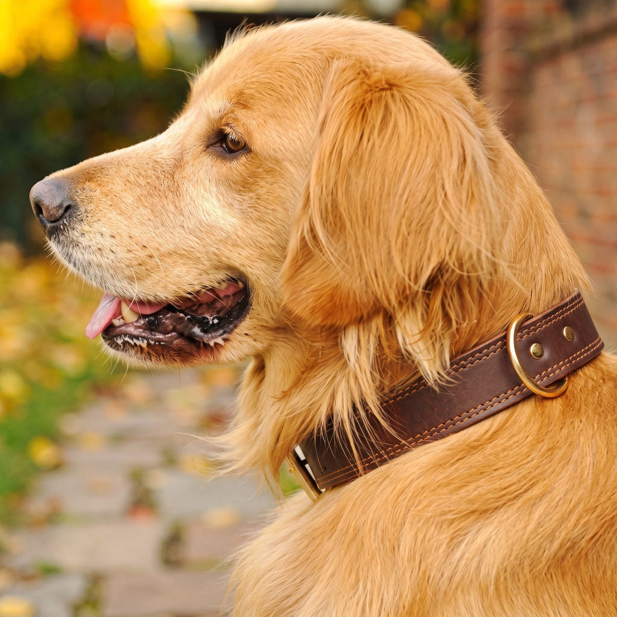 collier pour chien en cuir marron boldbark sur golden retriever assis portrait exterieur automne