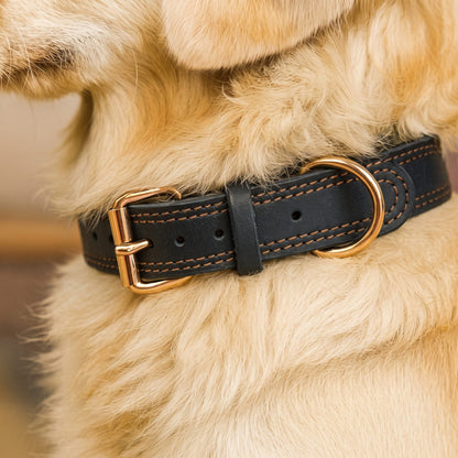 collier pour chien en cuir noir boldbark gros plan boucle et anneau dore sur pelage golden retriever
