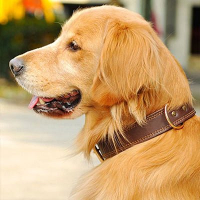 collier pour chien en cuir marron boldbark sur golden retriever avec couture brune et boucle doree pour promenade