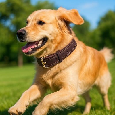 collier pour chien en cuir marron sur golden retriever courant boldbark