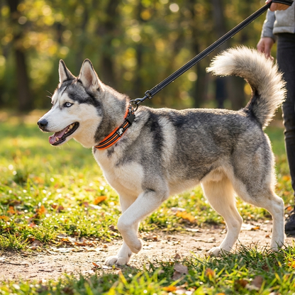 collier chien facile a enfiler orange sur husky en promenade profil