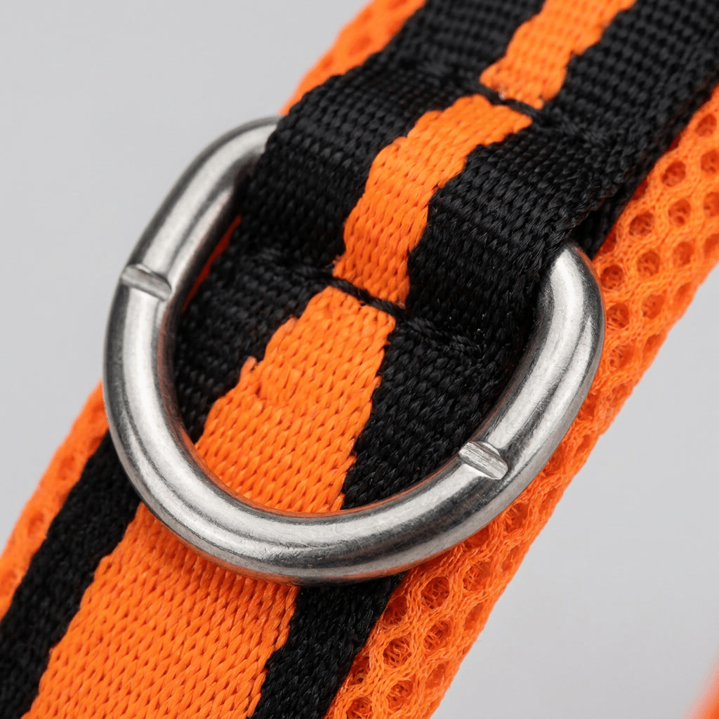 collier chien facile a enfiler gros plan anneau d acier inoxydable