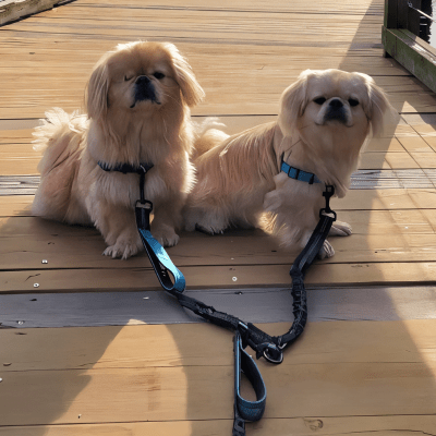 Double laisse pour chien | Anti - choc™ - Chien store