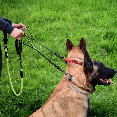 Double laisse pour chien | Anti - choc™ - Chien store