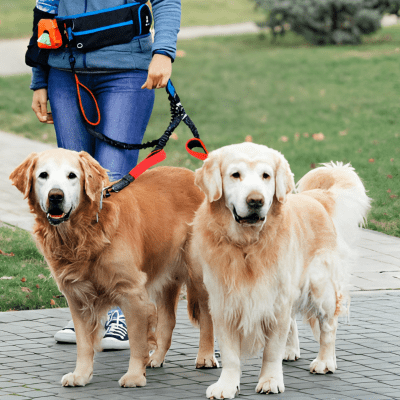 Double laisse pour chien | Anti - choc™ - Chien store