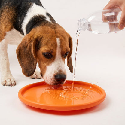 Frisbee pour chien utilisé comme gamelle - beagle qui boit de l'eau versée dans un frisbee orange