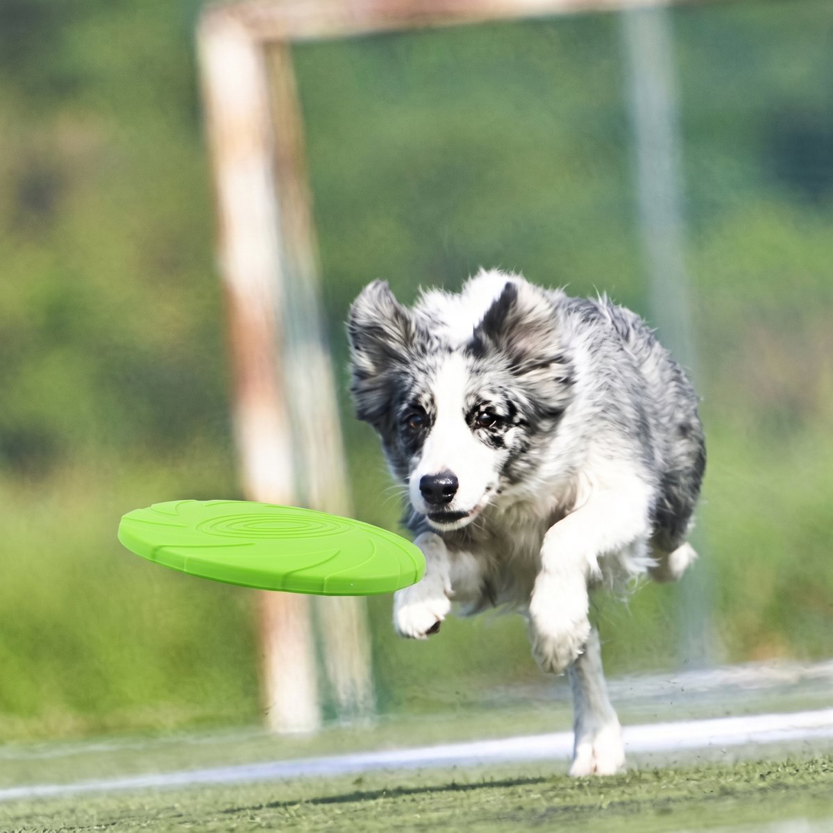 Frisbee pour chien - border collie qui saute pour attraper un frisbee vert sur un terrain de sport