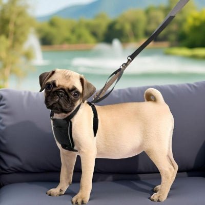 harnais anti traction calmitrax carlin sur terrasse devant fontaine