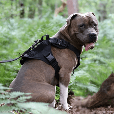 Harnais anti traction chien robuste pour grandes races avec maintien sécurisé – ControlMax™