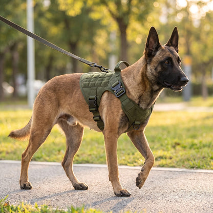 Malinois portant le harnais anti traction chien ControlMax vert en promenade dans un parc