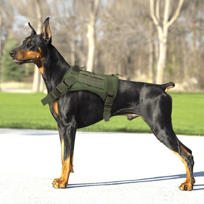 Harnais anti traction chien professionnel avec boucles renforcées et tissu résistant – ControlMax™