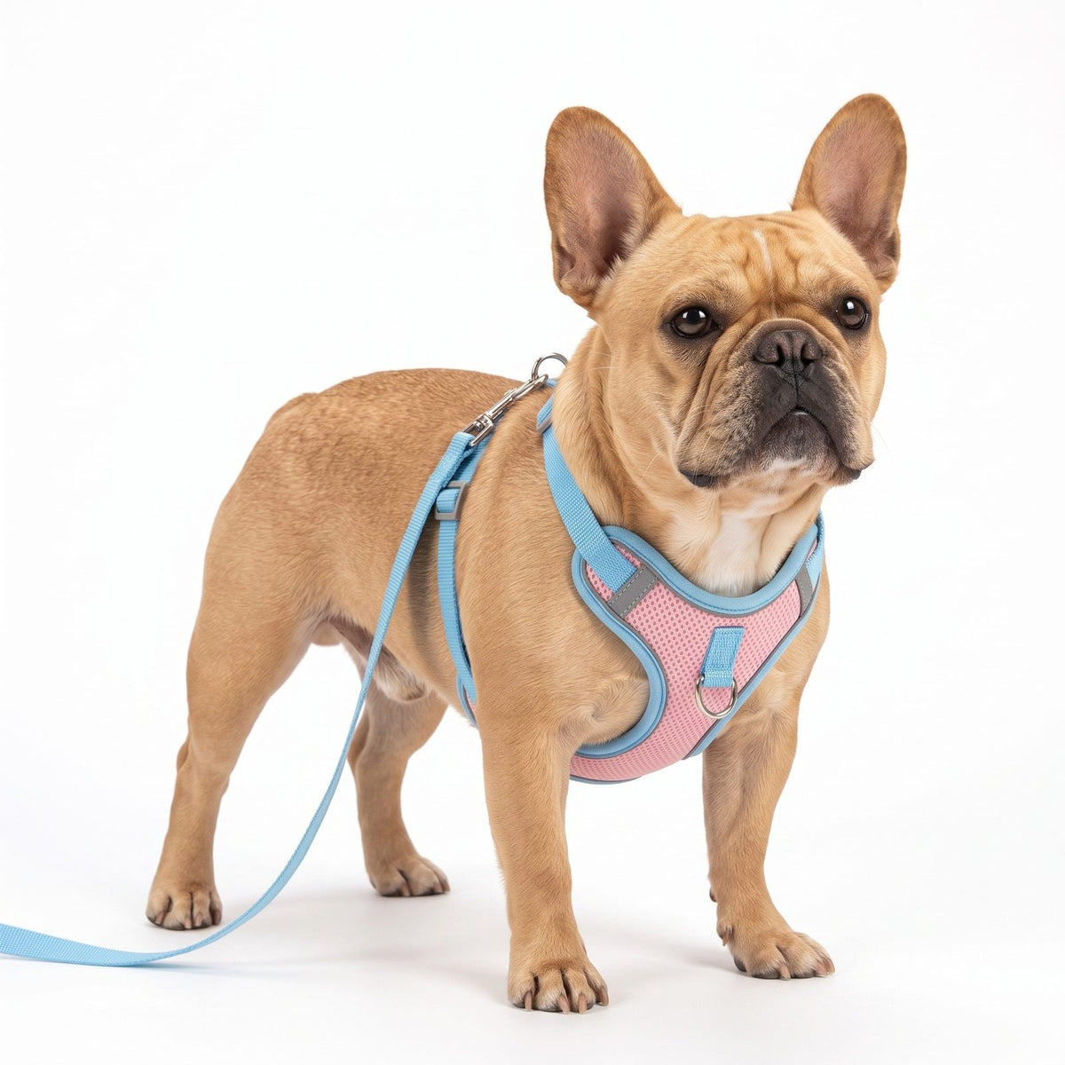 Bouledogue français de profil portant le harnais anti traction rose et bleu Proménéo