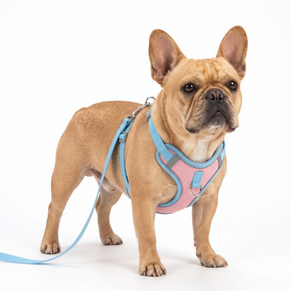Bouledogue français de profil portant le harnais anti traction rose et bleu Proménéo