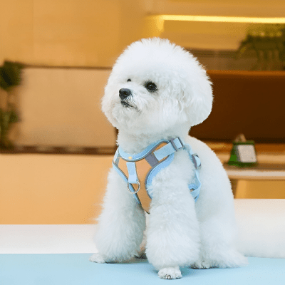 harnais anti traction style orange et bleu ciel alliant sécurité et esthétique – Promeneo