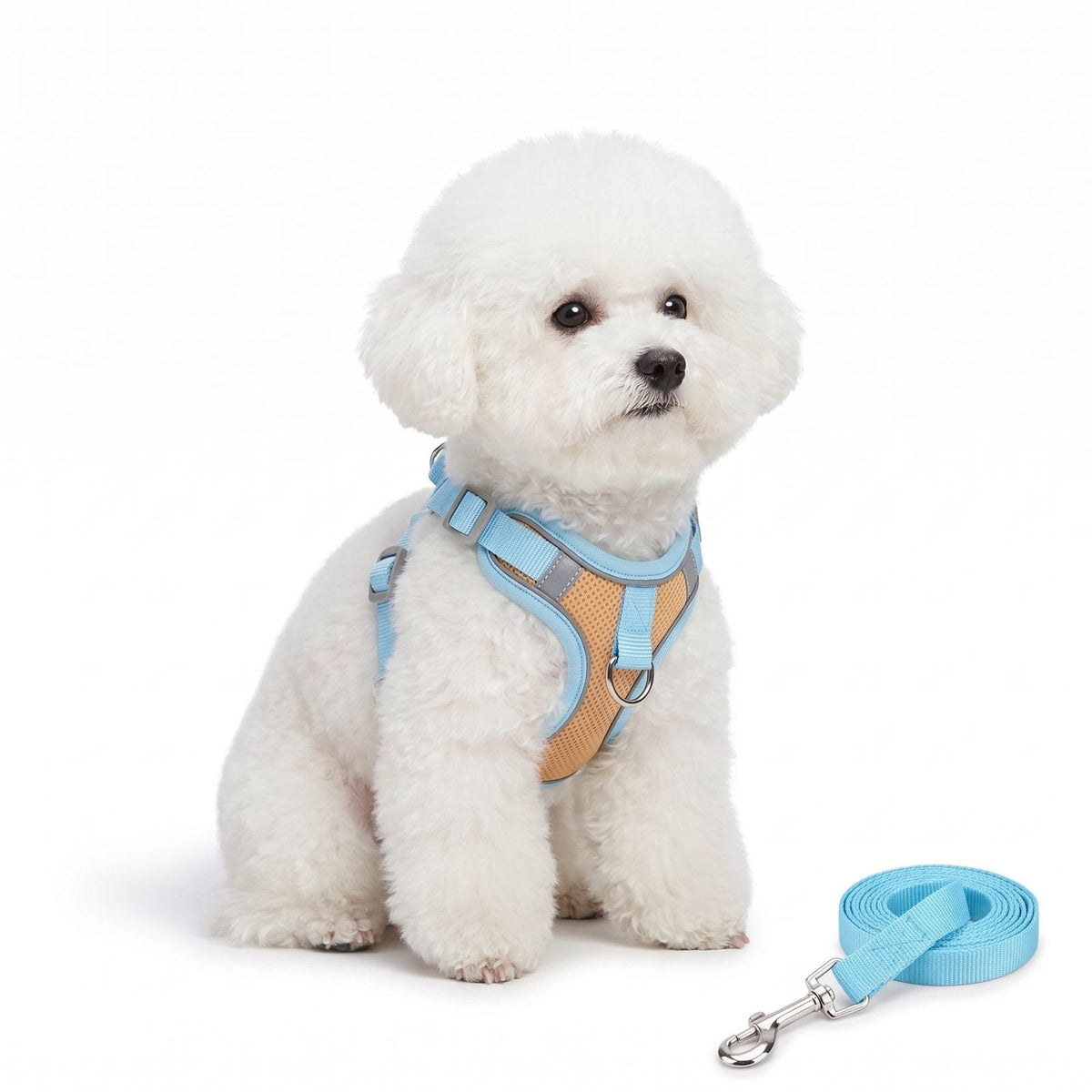 Bichon frisé assis de face portant le harnais anti traction bleu et orange Proménéo avec sa laisse