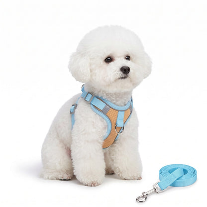 Bichon frisé assis de face portant le harnais anti traction bleu et orange Proménéo avec sa laisse