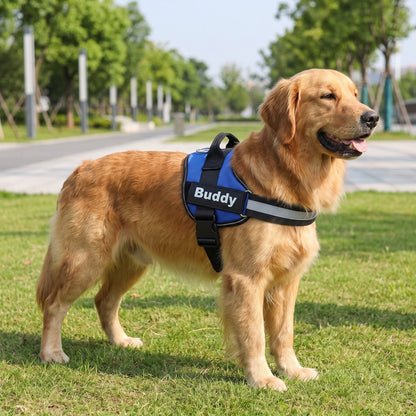 Golden Retriever debout sur l'herbe portant le harnais chien anti traction Tira bleu