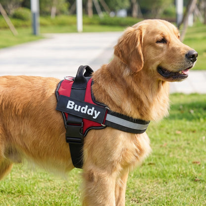 Golden Retriever de profil portant le harnais chien anti traction Tira rouge, vue rapprochée