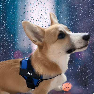 Harnais Chien Anti Traction | Tira™ - Chien store