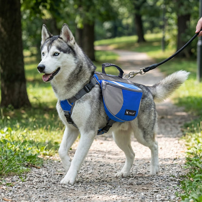 Husky en promenade sur un chemin de gravier portant le harnais chien sac à dos DogTask bleu, vue de profil