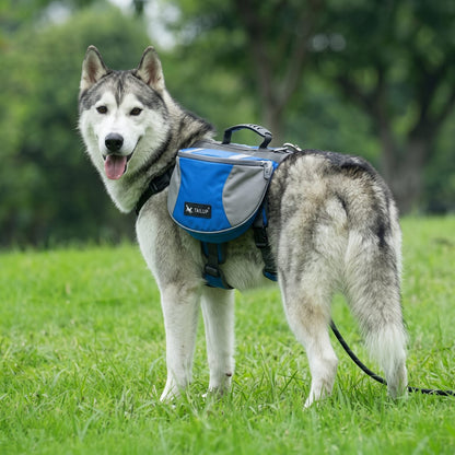 Husky en promenade dans une allée portant le harnais chien sac à dos DogTask bleu, vue de face