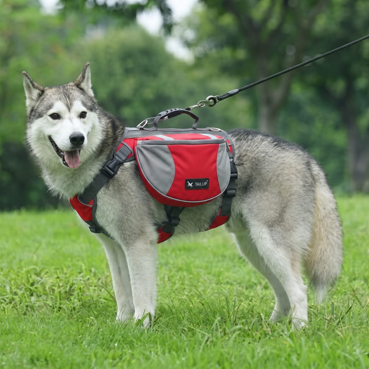 Husky assis dans l'herbe portant le harnais chien sac à dos DogTask rouge, tenu en laisse