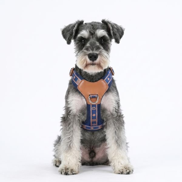 Harnais Chien Élégance Confort