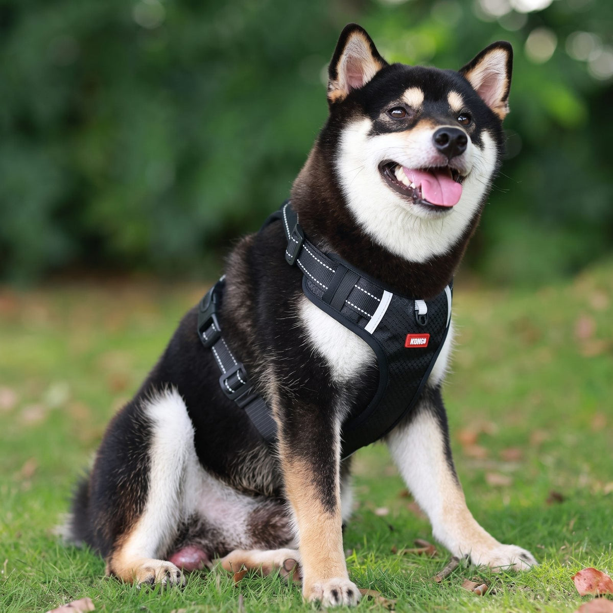 Shiba Inu assis portant le harnais chien en Y Duomm noir