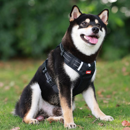 Shiba Inu assis portant le harnais chien en Y Duomm noir