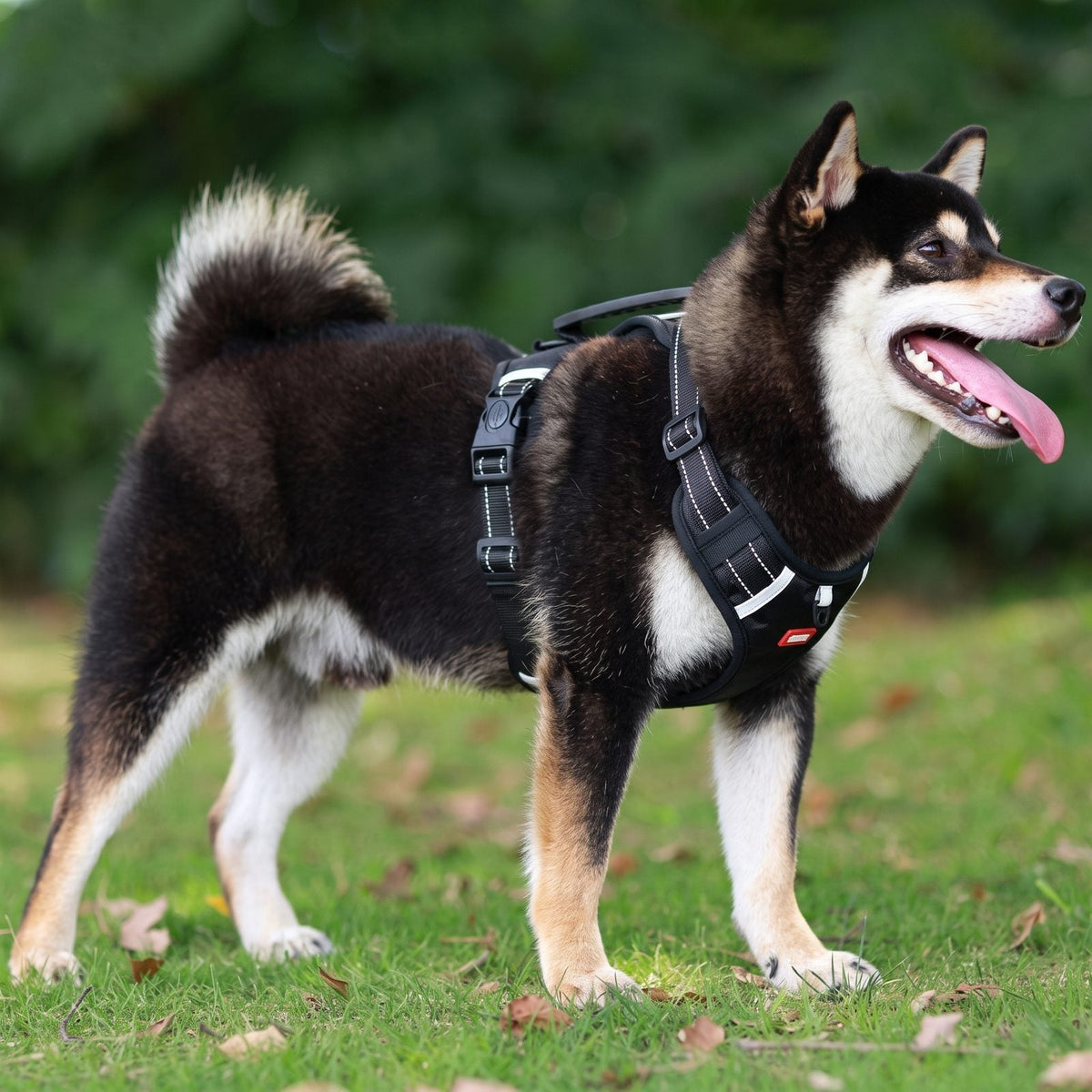 Shiba Inu de profil portant le harnais chien en Y Duomm noir