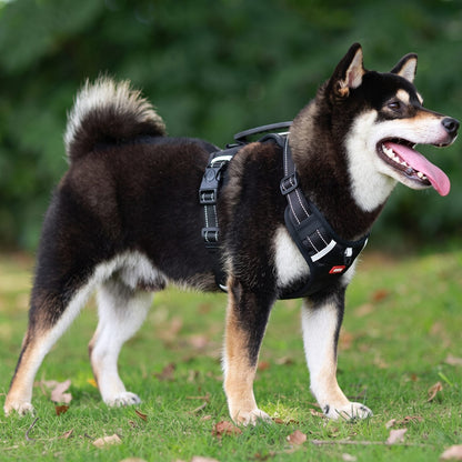 Shiba Inu de profil portant le harnais chien en Y Duomm noir
