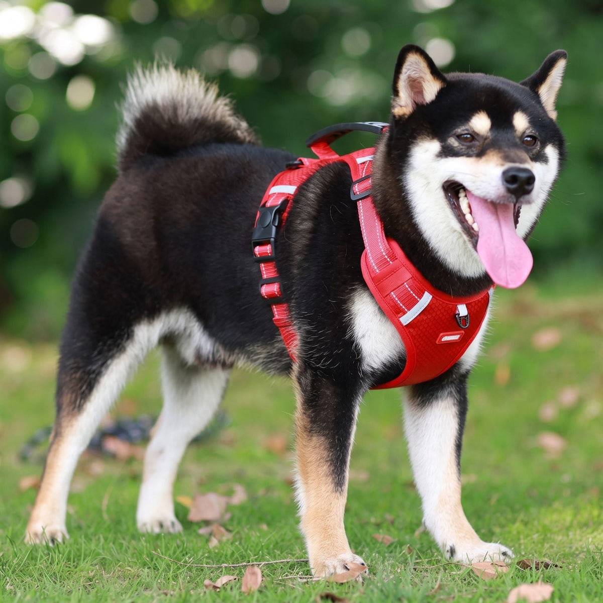 Shiba Inu debout portant le harnais chien en Y Duomm rouge