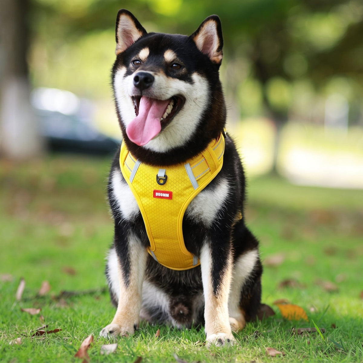 Shiba Inu assis portant le harnais chien en Y Duomm jaune