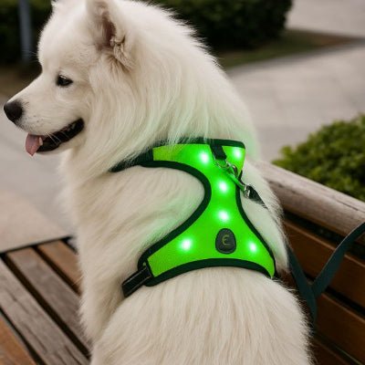 harnais chien LED vert en promenade de nuit – NightPup™