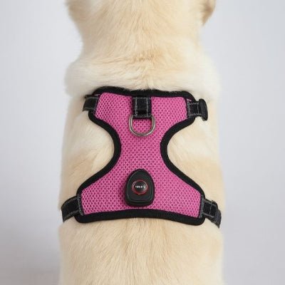harnais chien rose vue arrière en studio – NightPup™
