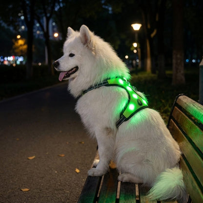 Chien assis sous la pluie en soirée portant le harnais chien lumineux NightPup vert allumé