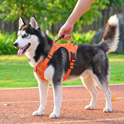 Harnais chien réfléchissant orange ajusté sur un Husky tenu par la poignée supérieure de maintien en extérieur.