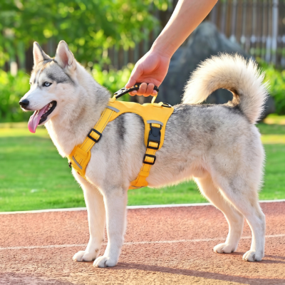 Harnais chien réfléchissant jaune haute visibilité sur un chien Husky en promenade extérieure.
